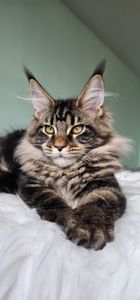 Кошенята породи Мейн кун, дівчинка