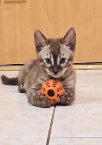 Шикарні бенгальські кошенята