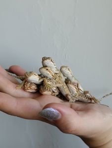 Малюки бородатої агами