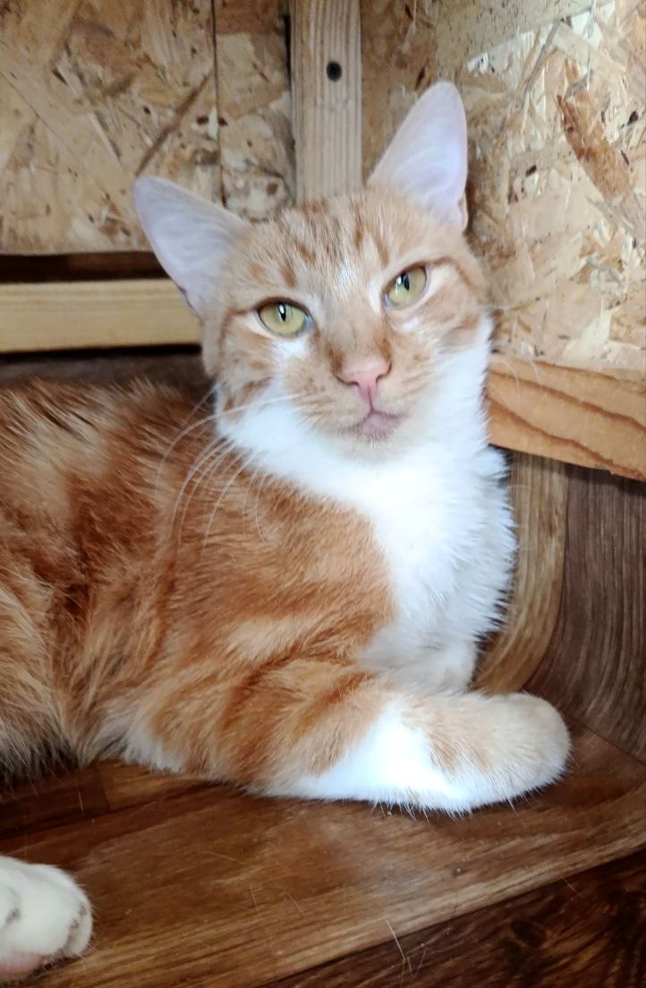 Рудо- кіт Локі 🧡🐈 врятований з лісу, шукає дім, Київ