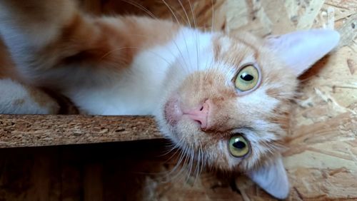 Рудо- кіт Локі 🧡🐈 врятований з лісу, шукає дім, Київ