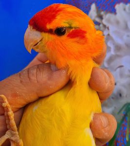 Очень милые ручные яркие малыши какриков