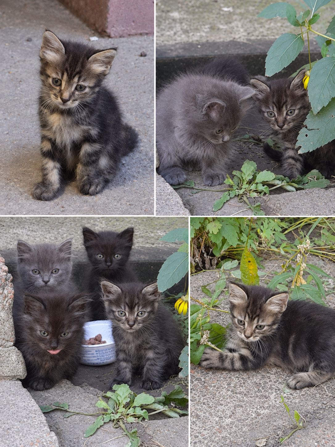 Кошенята