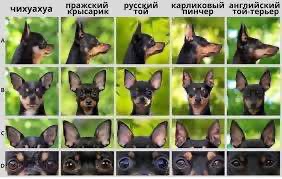 Активне цуценя в добрі руки