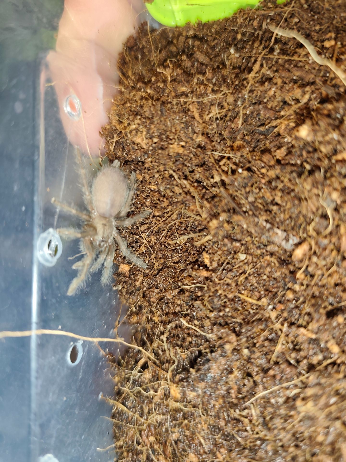 Паук-птицеед, птахоїд, Monocentropus balfouri L4-5, безобидный, коллективный паук