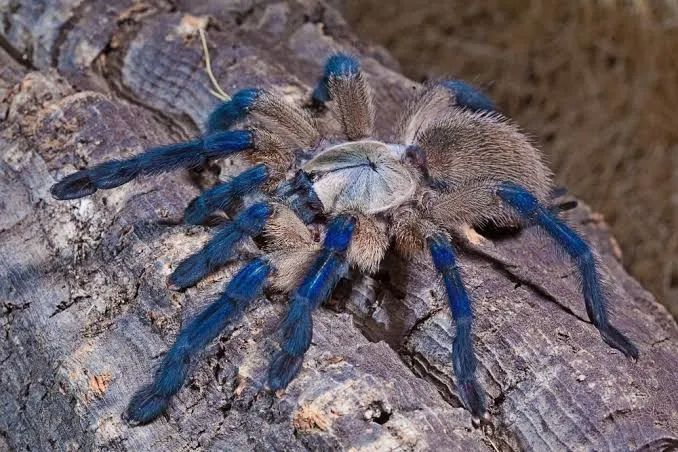 Паук-птицеед, птахоїд, Monocentropus balfouri L4-5, безобидный, коллективный паук