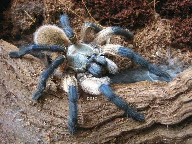 Паук-птицеед, птахоїд, Monocentropus balfouri L4-5, безобидный, коллективный паук