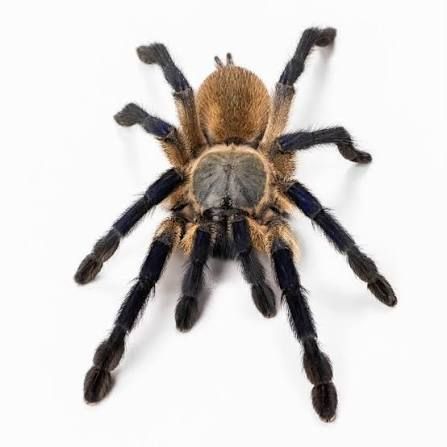 Паук-птицеед, птахоїд, Monocentropus balfouri L4-5, безобидный, коллективный паук