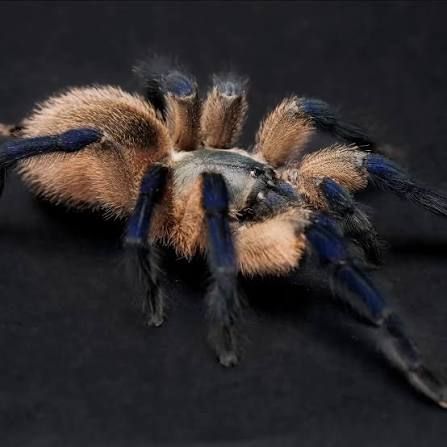 Паук-птицеед, птахоїд, Monocentropus balfouri L4-5, безобидный, коллективный паук