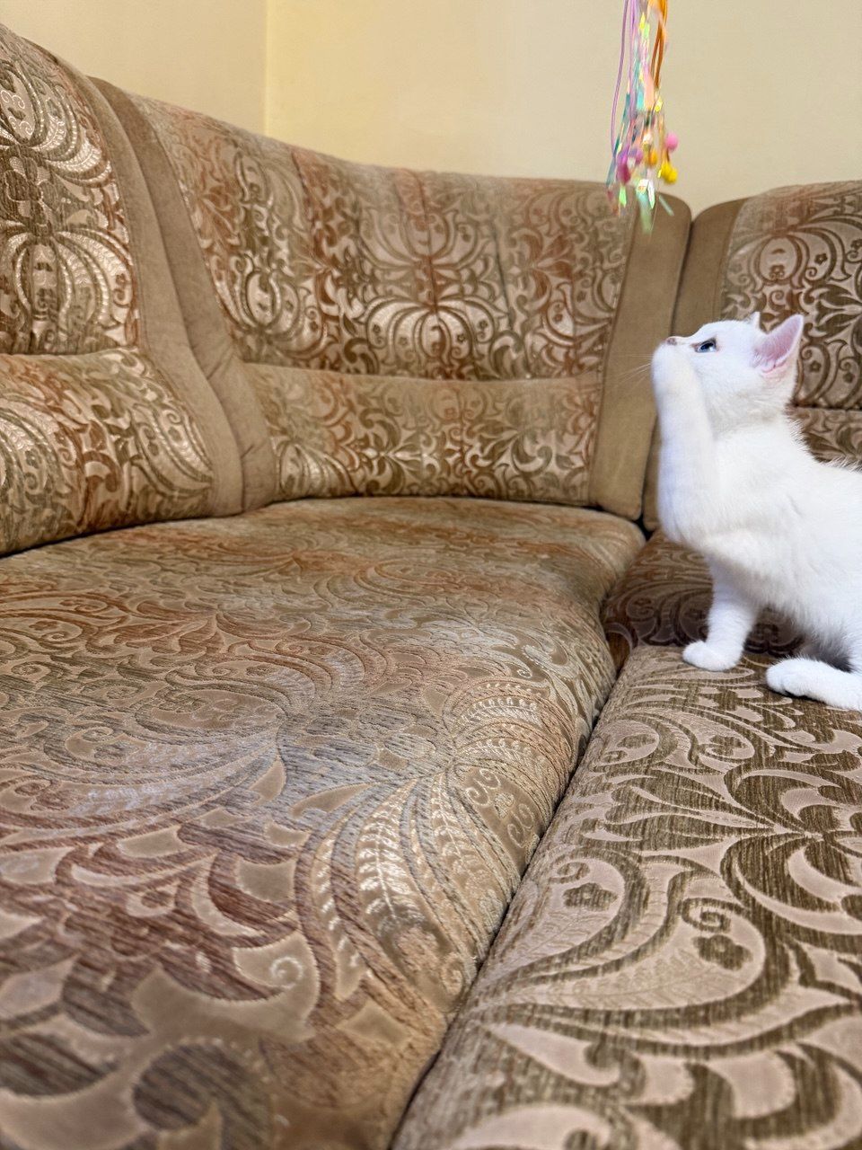 Британська короткошерстна сніжно срібний хлопчик