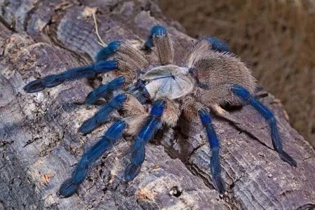 Паук-птицеед, птахоїд, Monocentropus balfouri L4-5, безобидный, коллективный паук