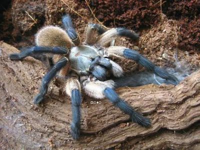 Паук-птицеед, птахоїд, Monocentropus balfouri L4-5, безобидный, коллективный паук