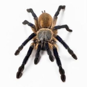 Паук-птицеед, птахоїд, Monocentropus balfouri L4-5, безобидный, коллективный паук