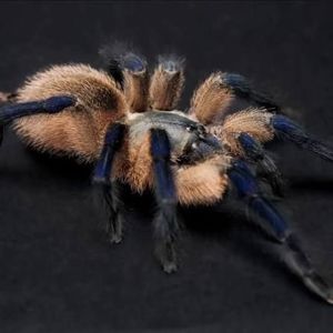 Паук-птицеед, птахоїд, Monocentropus balfouri L4-5, безобидный, коллективный паук