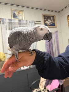 Продам попугая жако