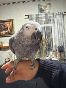 Продам попугая жако