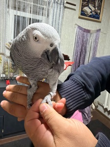 Продам попугая жако