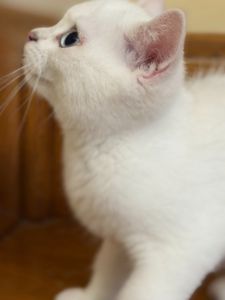 Британська короткошерстна сніжно срібний хлопчик