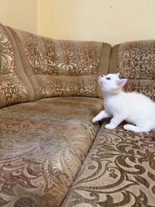 Британська короткошерстна сніжно срібний хлопчик
