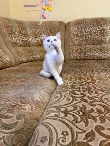 Британська короткошерстна сніжно срібний хлопчик