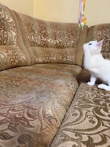 Британська короткошерстна сніжно срібний хлопчик