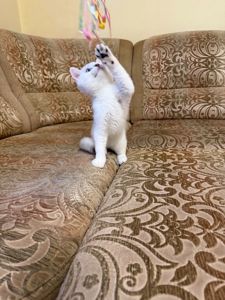 Британська короткошерстна сніжно срібний хлопчик