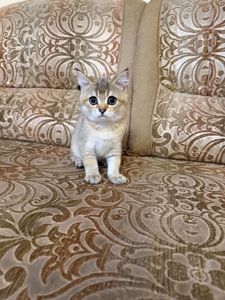 Золотий хлопчик з зеленими очима