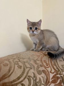 Золотий хлопчик з зеленими очима