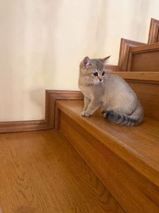 Золотий хлопчик з зеленими очима