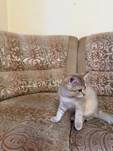 Золотий хлопчик з зеленими очима