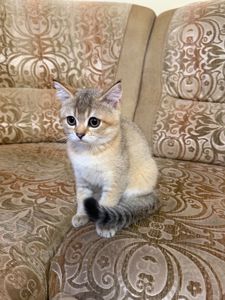 Золотий хлопчик з зеленими очима