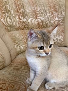 Золотий хлопчик з зеленими очима