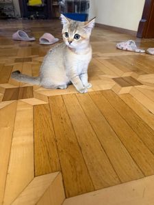 Золотий хлопчик з зеленими очима