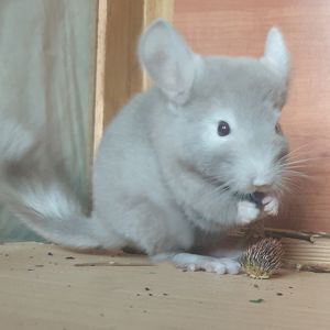 Маленький самец шиншиллы Коричневый эбони