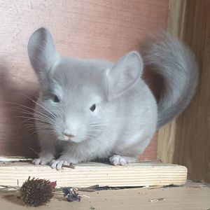 Маленький самец шиншиллы Коричневый эбони