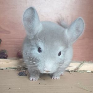 Маленький самец шиншиллы Коричневый эбони
