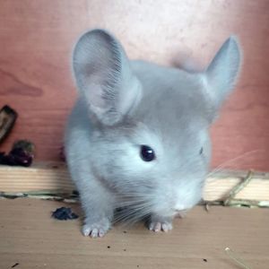 Маленький самец шиншиллы Коричневый эбони