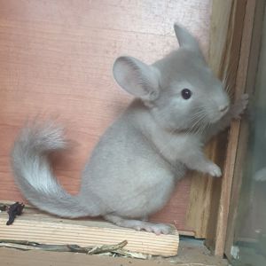 Маленький самец шиншиллы Коричневый эбони