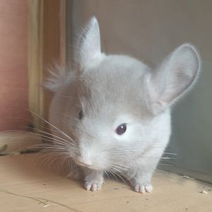 Маленький самец шиншиллы Коричневый эбони