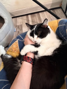 Киця Фріда шукає люблячу родину🐾