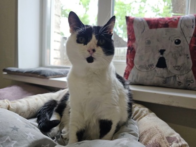 Киця Фріда шукає люблячу родину🐾
