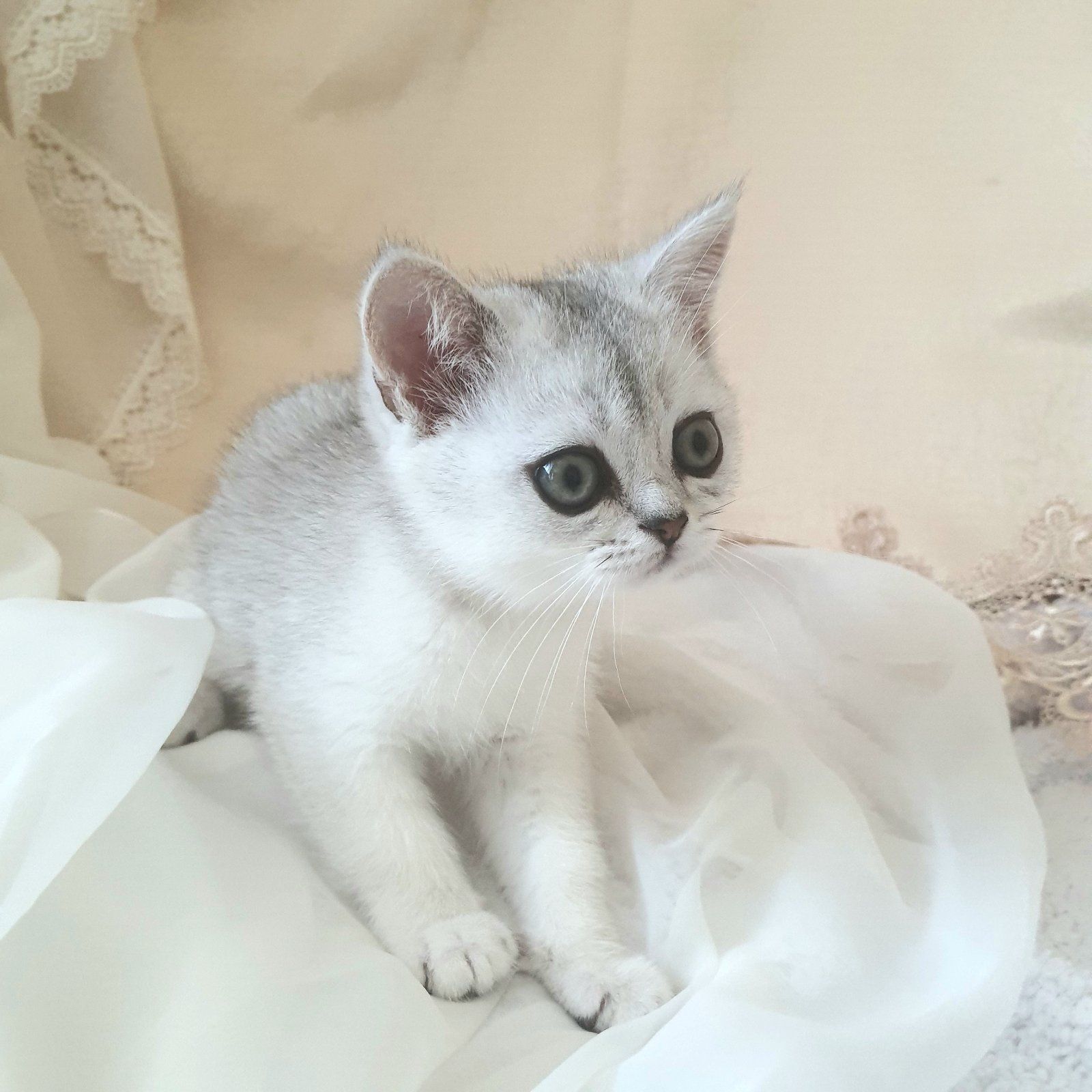 Срібний тікірований хлопчик