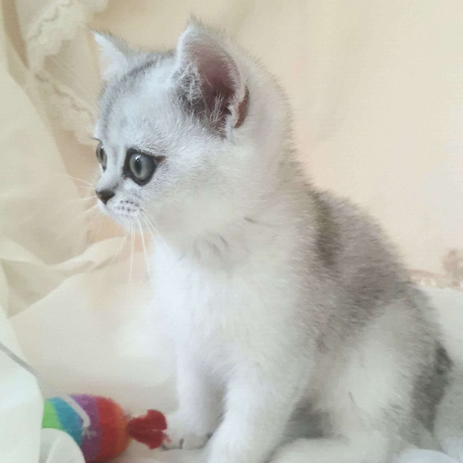 Срібний тікірований хлопчик