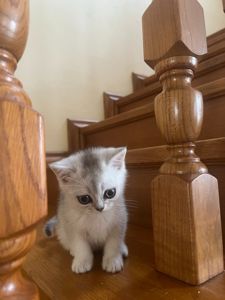 Срібний тікірований хлопчик