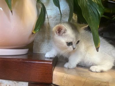 Срібний тікірований хлопчик