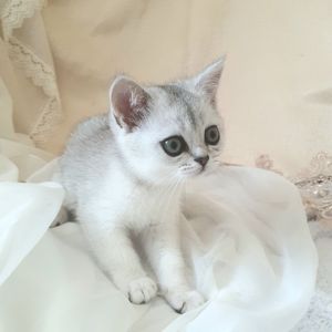 Срібний тікірований хлопчик