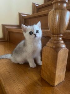 Срібний тікірований хлопчик