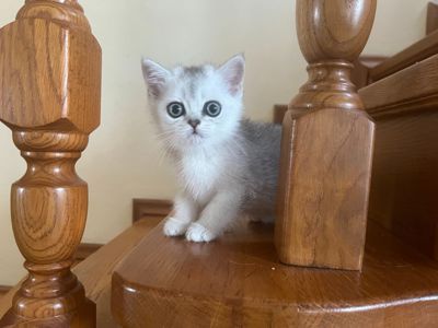 Срібний тікірований хлопчик