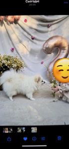 Дівчинка померанського шпіца шукає нову люблячу сім'ю!