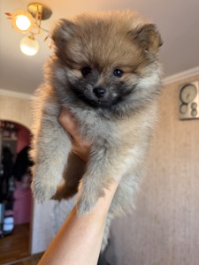 Щенок Померанского Шпица